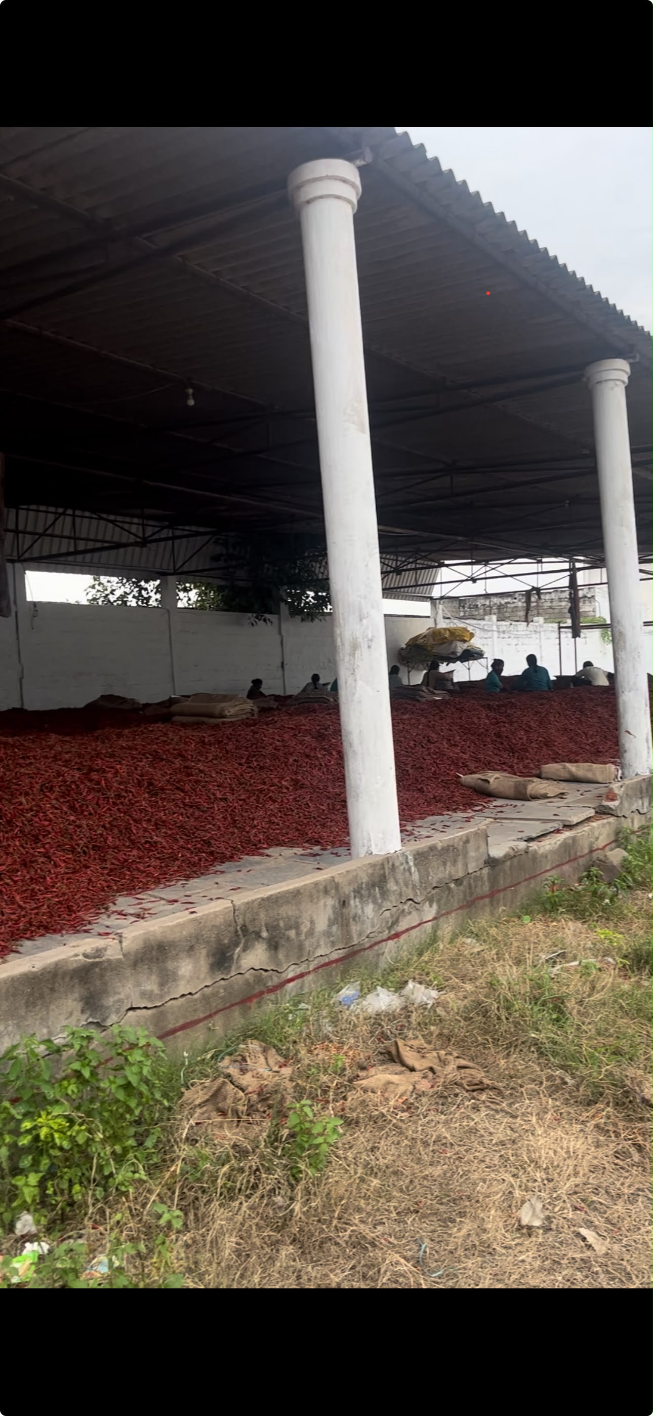 Red chillies drying under shed